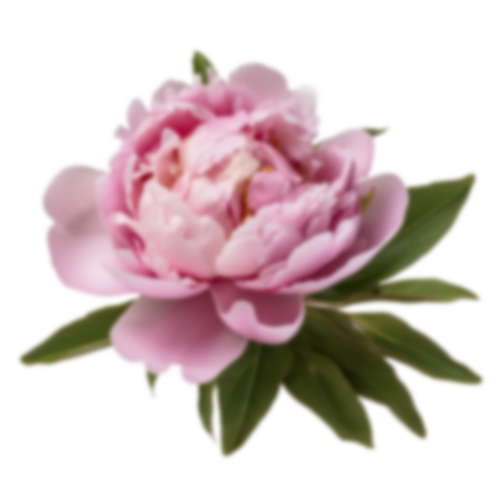 peony_2d